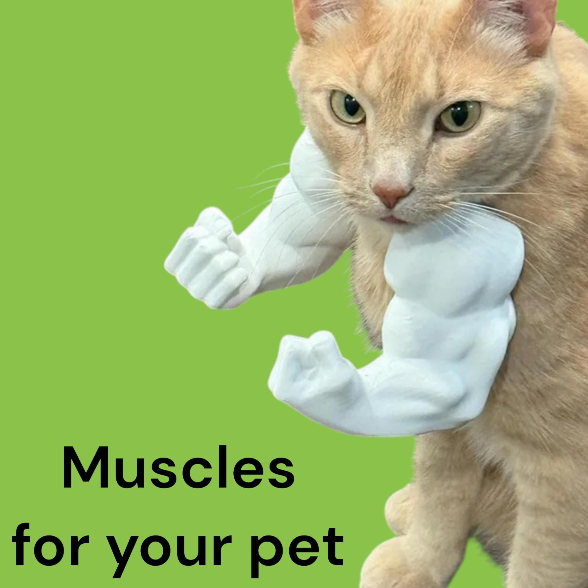 A tan cat wearing white, sculpted arm muscles against a green background. The text "Muscles for your pet" is displayed in black font at the bottom of the image.